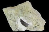 Serrated, Allosaurus Tooth In Sandstone - Colorado #128464-1
